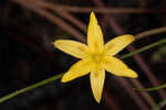 Fringed yellow star-grass